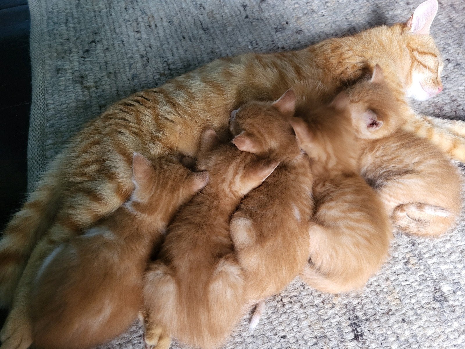 Kittens, Dieren en Toebehoren