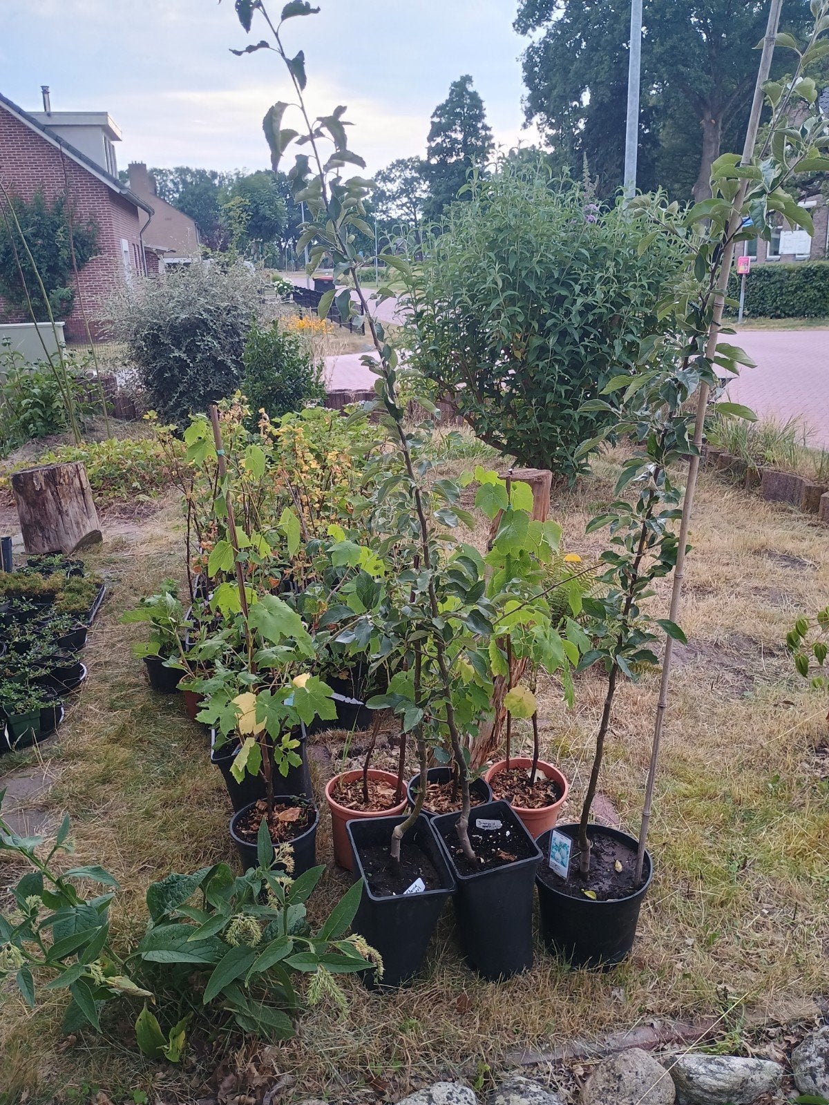Aanbieding Diverse fruitbomen, fruitstruiken en fruitplanten, Ophalen, Volle zon, Vaste plant, Fruitplanten