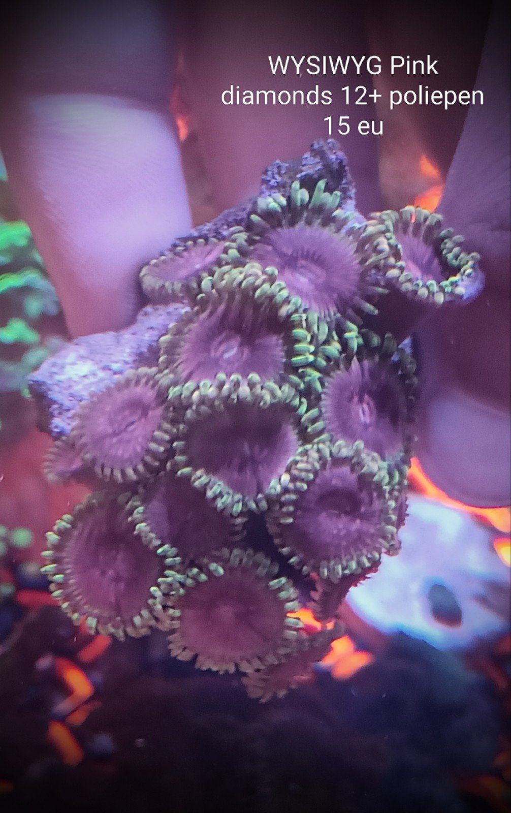 WYSIWYG Pink diamonds 12+ poliepen, Dieren en Toebehoren, Vissen | Aquariumvissen, Zoutwatervis