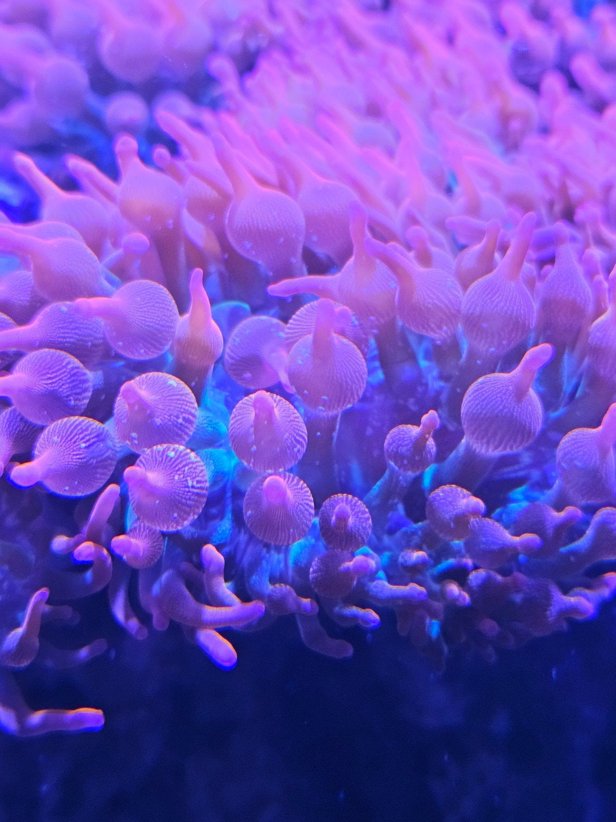 Sunburst bubbletip anemoon. Quadricolor tepel anemoon.

Quad