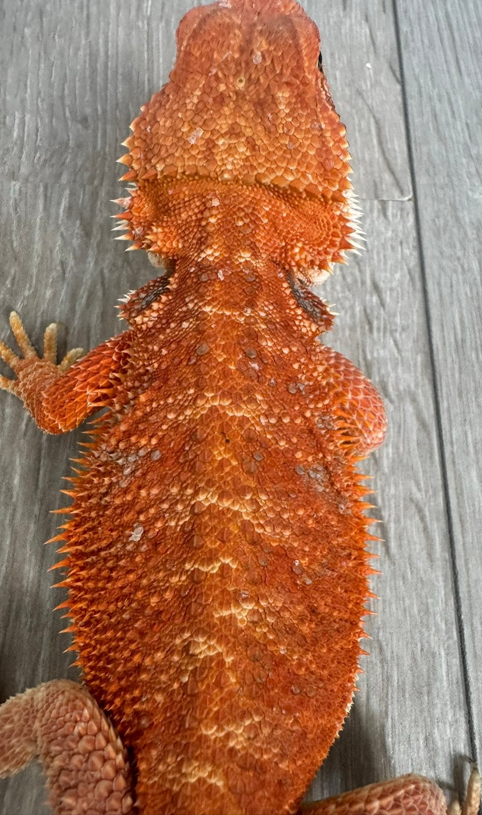 Red baardagamen jonkies, Dieren en Toebehoren, 0 tot 2 jaar