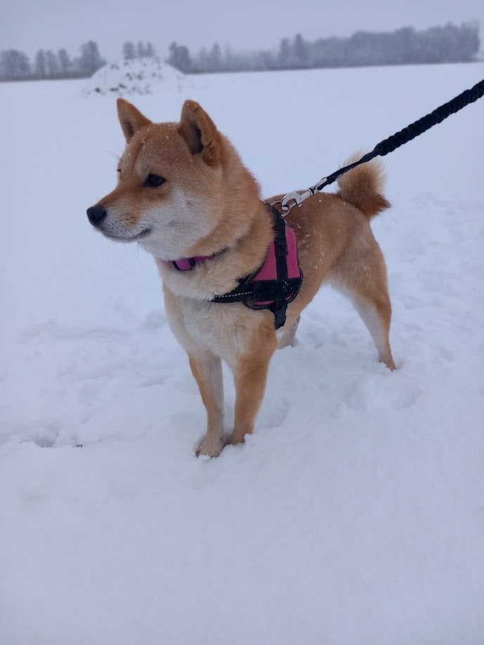 Shiba inu Dekreu, Dieren en Toebehoren, Reu, 1 tot 2 jaar, Meerdere, Nederland