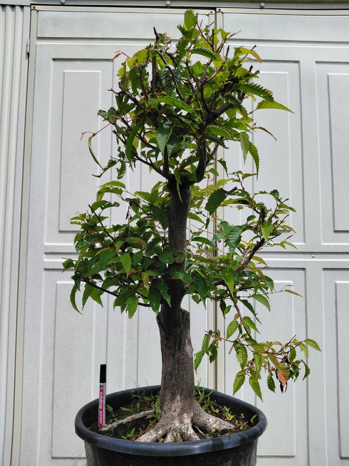 Bonsai starter Carpinus Japonica Japanse haagbeuk., Ophalen, Bloeit niet, Halfschaduw, Overige soorten