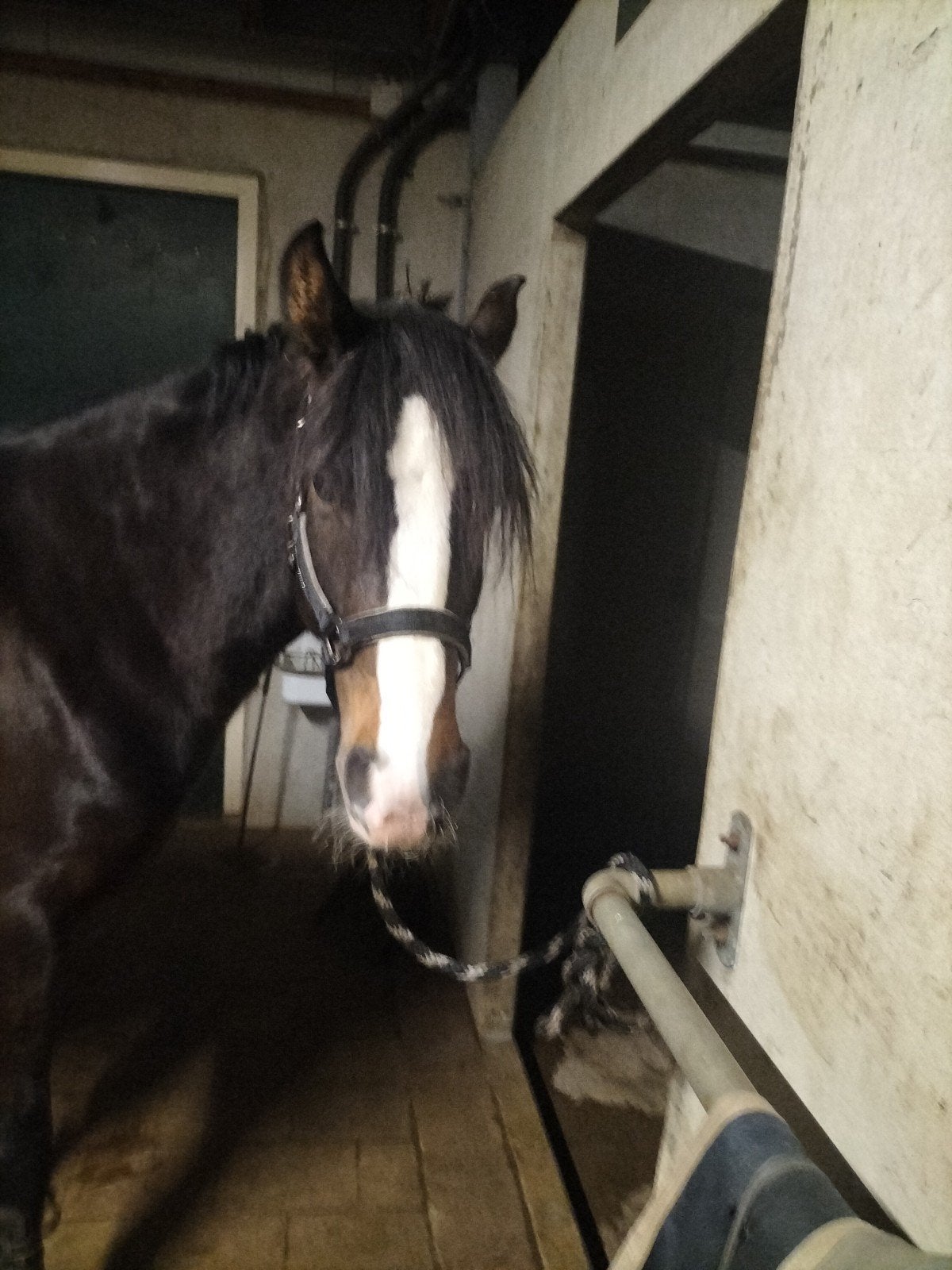 Stalling gezocht voor 2 pony's, Stalling, 2 of 3 paarden of pony's