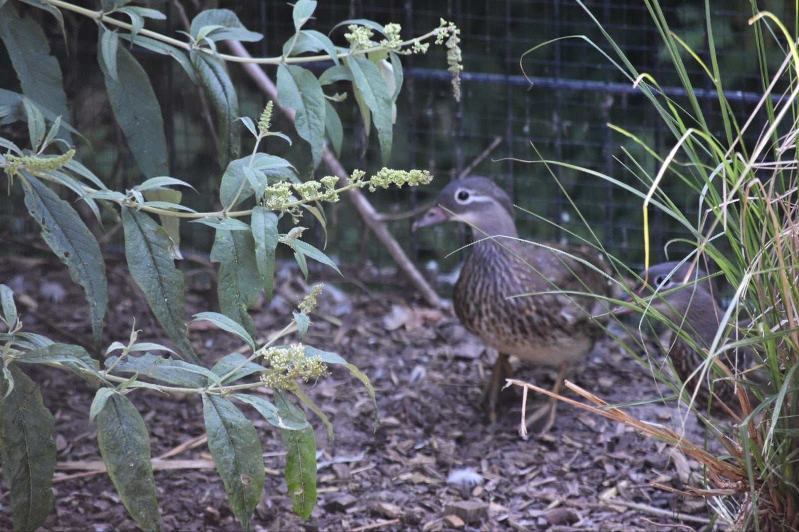 6 jonge mandarijneenden te koop, Meerdere dieren