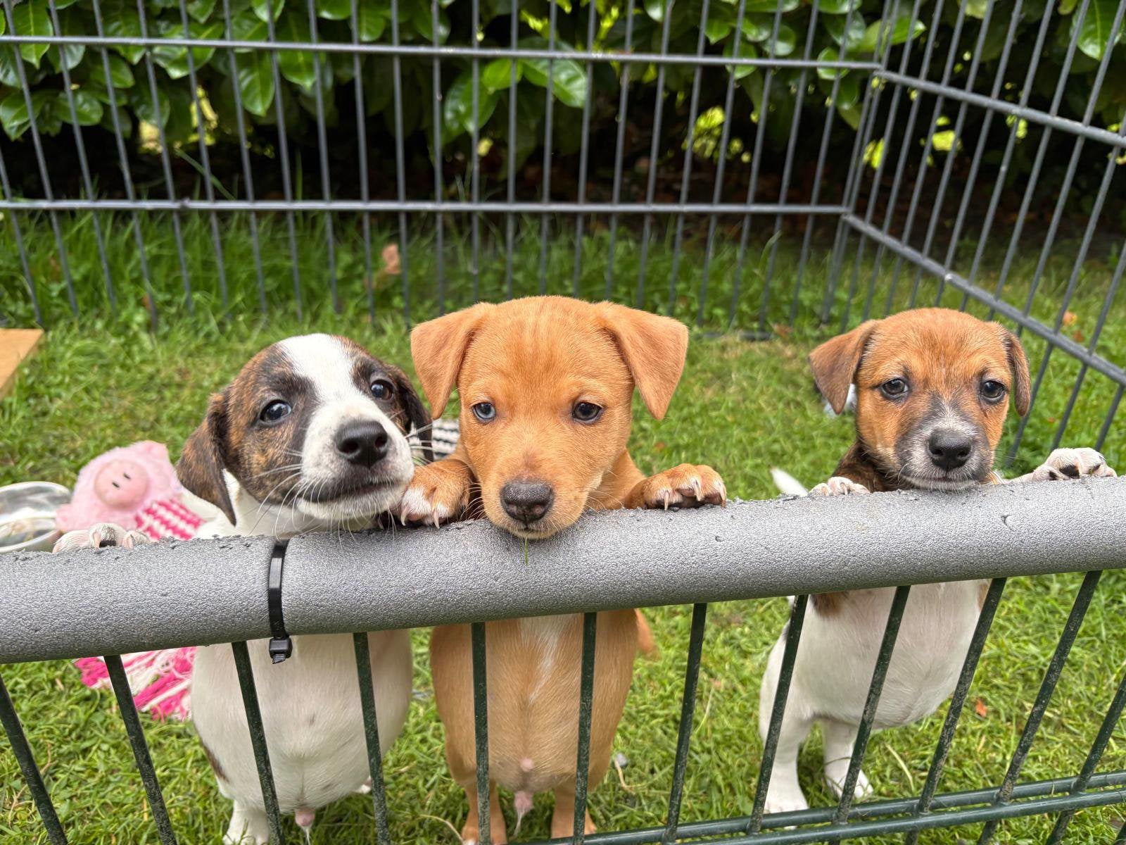 3 super mooie Jack Russell pups, Dieren en Toebehoren, Honden | Jack Russells en Terriërs, Meerdere dieren, Jack Russell Terriër