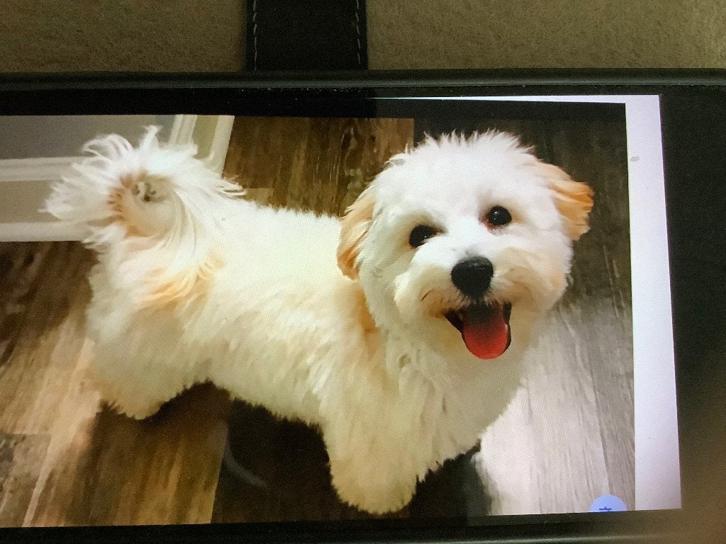 Gezocht klein hondje van een paar jaar oud, geen pup, Overige rassen, 1 tot 2 jaar, Teef, Eén hond