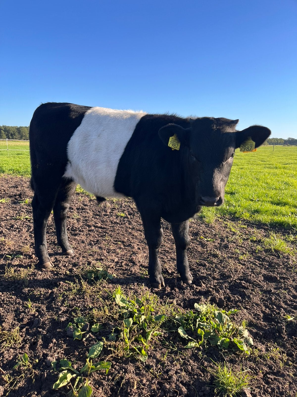 Lakenvelder stiertjes, Dieren en Toebehoren, Mannelijk