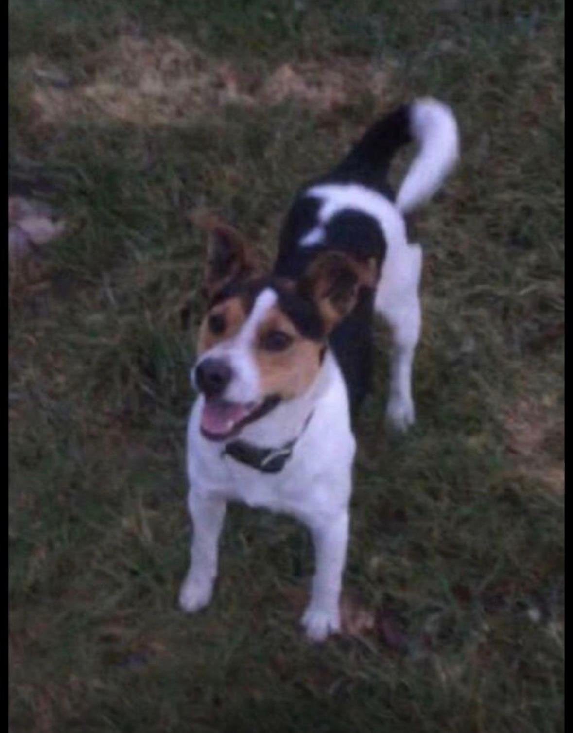 Ter dekking zeer mooie 3 kleurige boerenfox ter dekking, Reu, Parvo, Eén hond, 3 tot 5 jaar