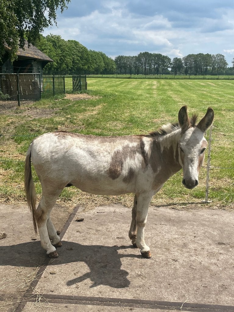 Ezelhengst, Januari, Mannelijk