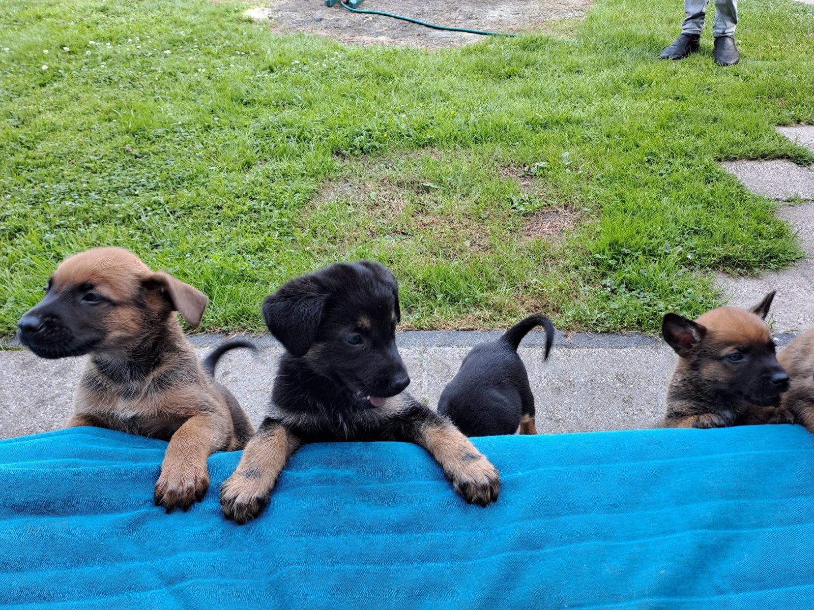 Pups kruising herder, 8 tot 15 weken, Meerdere, Meerdere dieren, Herder