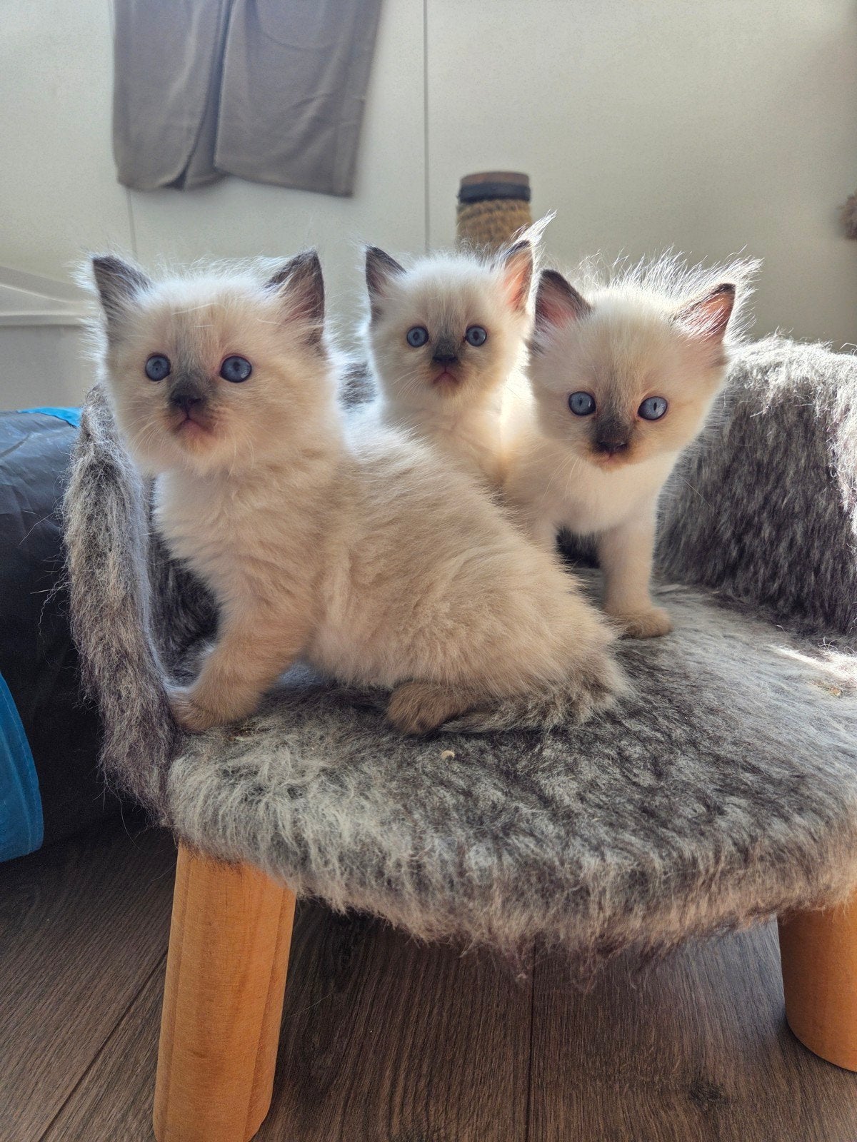 Ragdoll kittens, Meerdere dieren, Gechipt, 0 tot 2 jaar