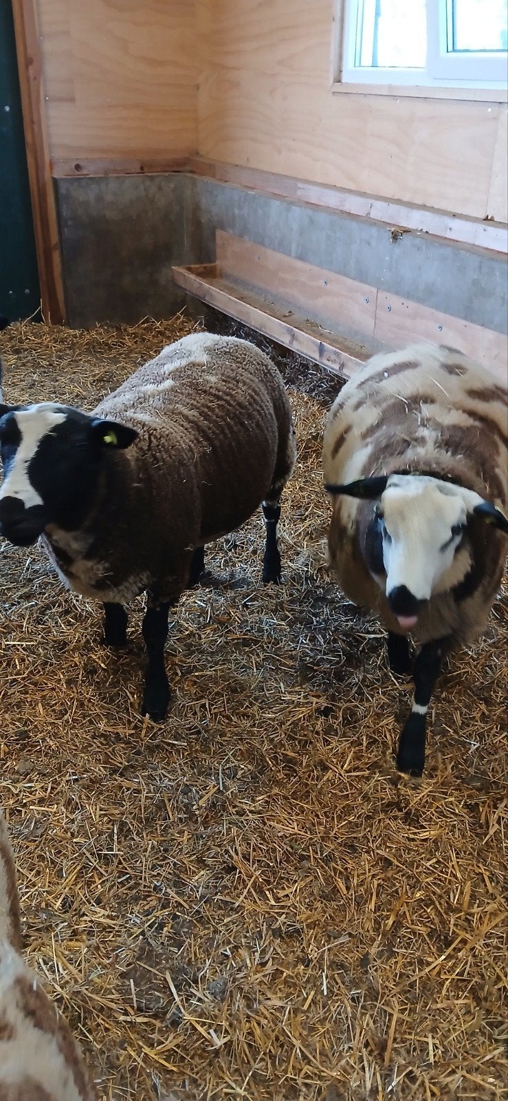 Te koop bonte rammen, Dieren en Toebehoren, Schapen, Geiten en Varkens, Mannelijk, Schaap, 0 tot 2 jaar