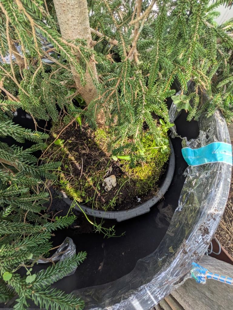 Te koop spar witte stam  lijkt westelijke hemlock, Ophalen