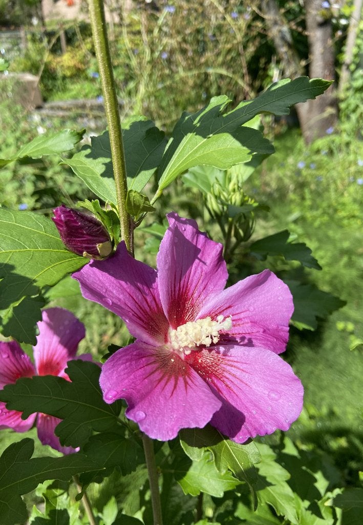 Foto 4 van Hibiscus syriacus 'Russian Violet', Bio