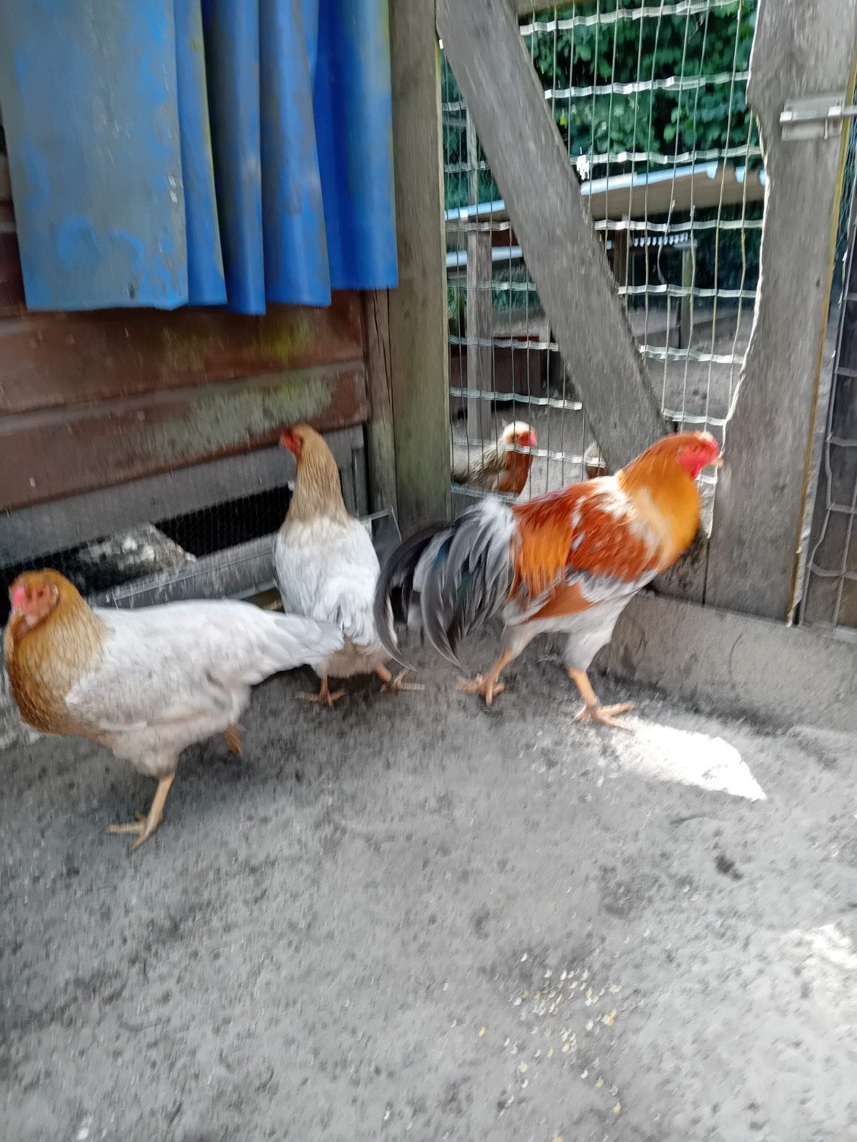 Twentse hoenders  / twents hoen, Dieren en Toebehoren, Pluimvee, Meerdere dieren, Kip
