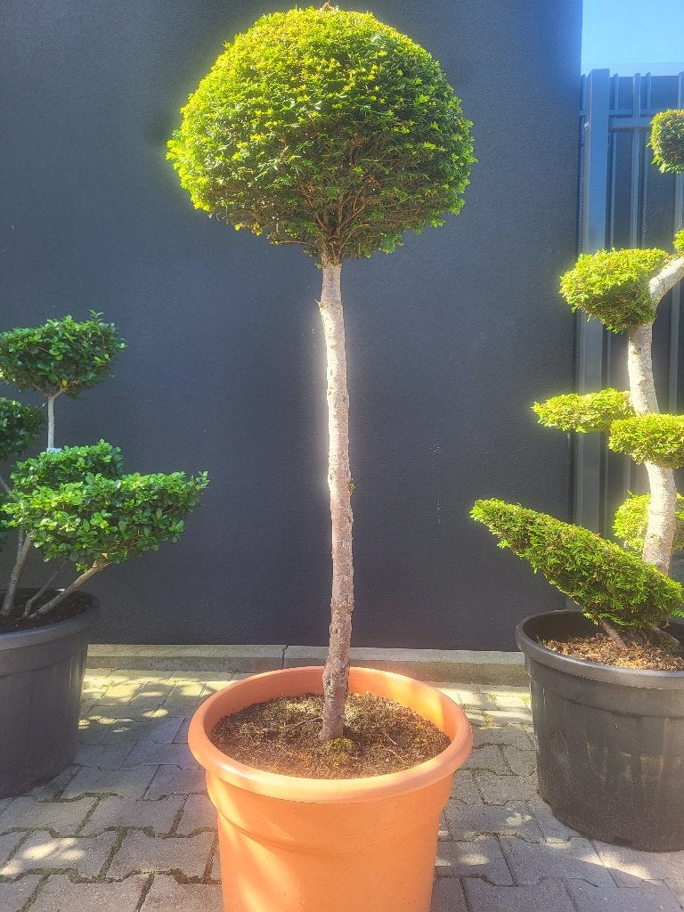 Taxus Baccata op stam, Tuin en Terras, Planten | Bomen, Bloeit niet, Ophalen of Verzenden, Minder dan 100 cm, Volle zon