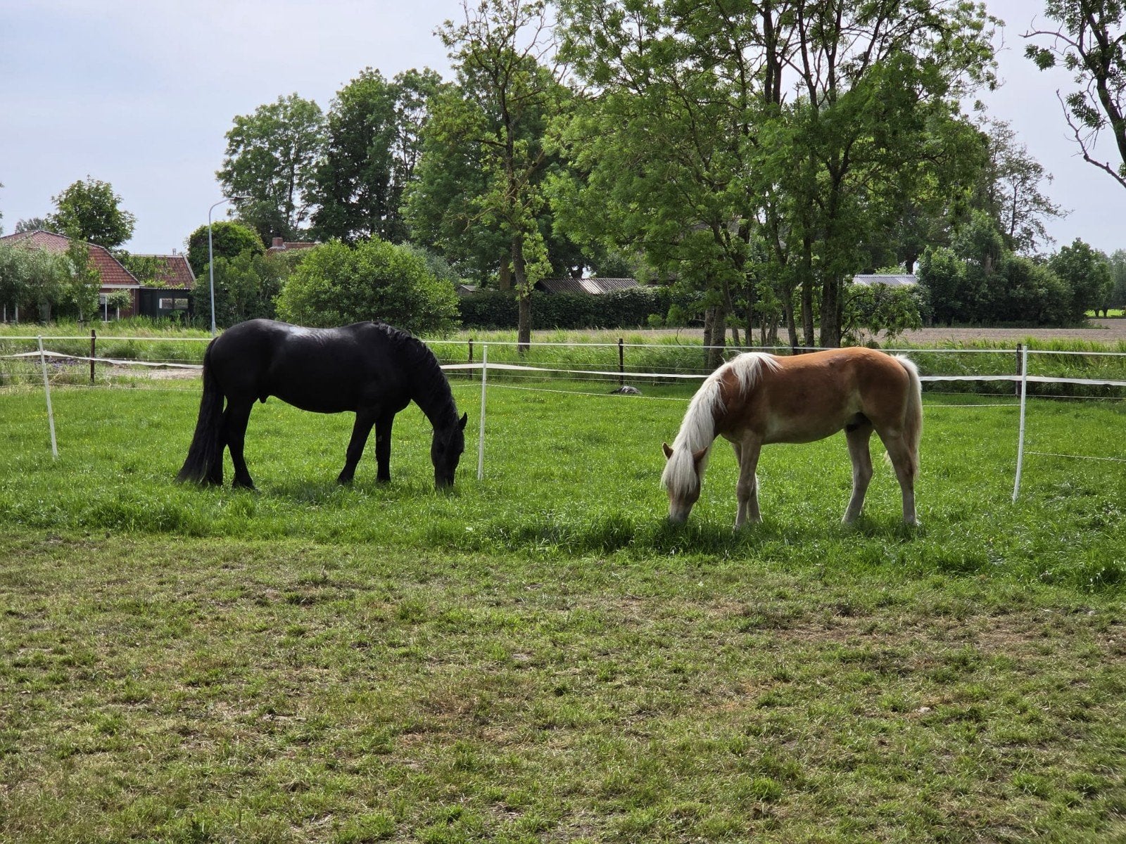 gezocht: verzorger voor 1jarige haflinger, Ophalen
