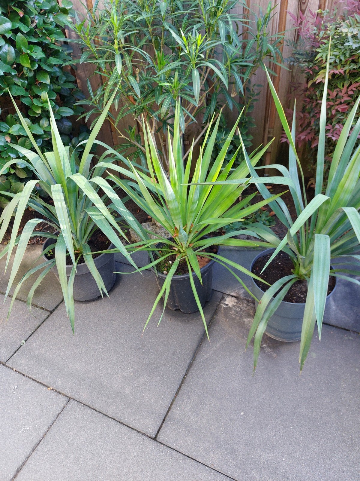 yucca s, Tuin en Terras, Ophalen, Vaste plant, Overige soorten, Volle zon