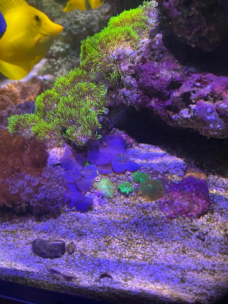 Groene Sterpoliep (Briareum sp.) – Frag – Mini Reef Lab, Dieren en Toebehoren, Overige typen