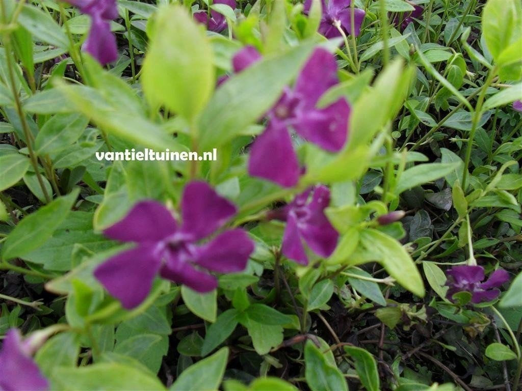 Vinca minor \'Atropurpurea\' Paarse maagdenpalm vanaf 1,20, Tuin en Terras, Ophalen, Varens, Halfschaduw
