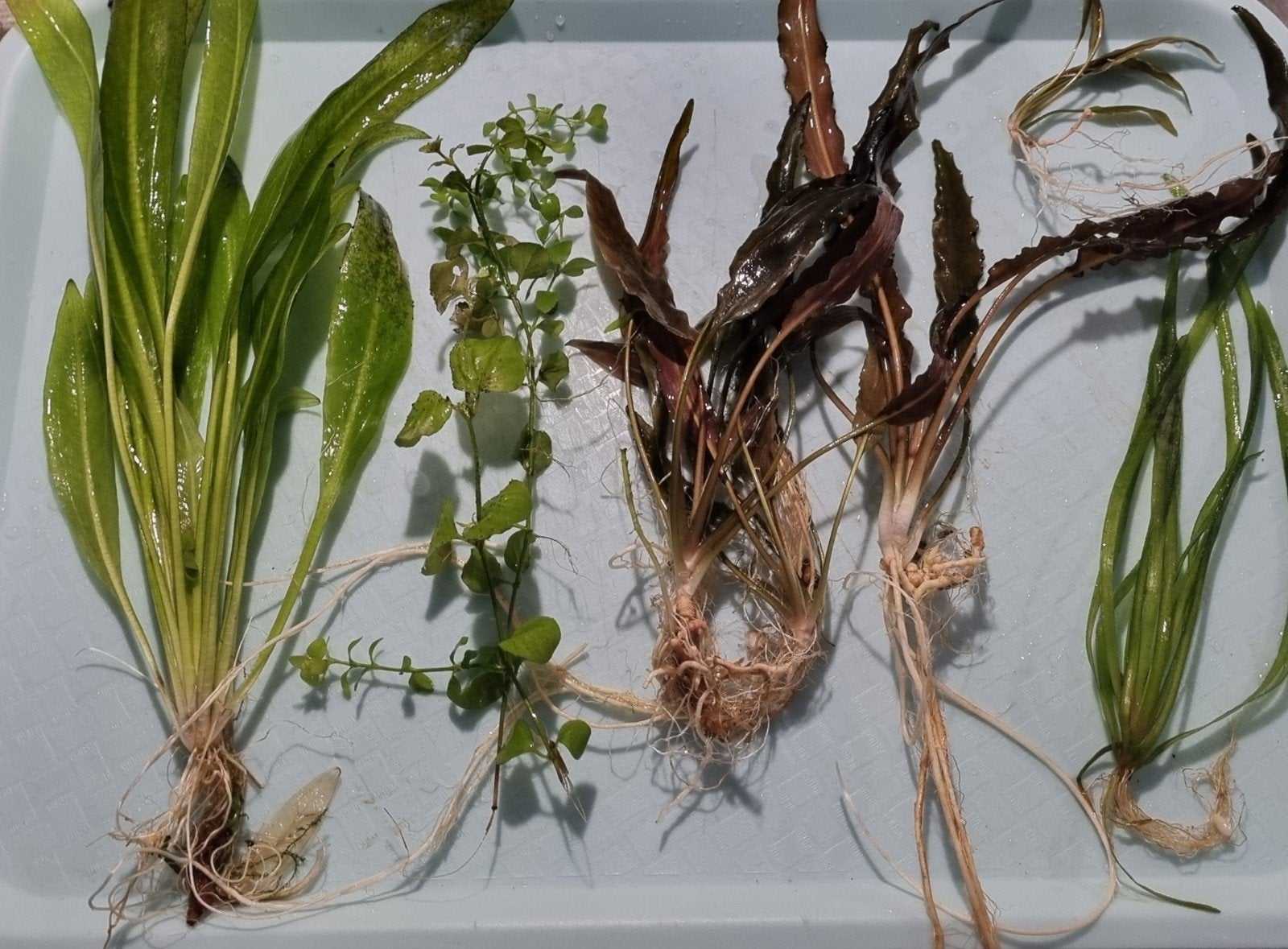 Aquarium planten, Dieren en Toebehoren, Ophalen of Verzenden, Gebruikt, Plant(en), Steen of Hout