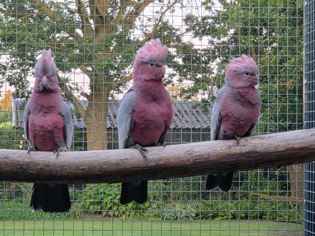 Rose kaketoe, Dieren en Toebehoren, Meerdere dieren, Papegaai, Geringd