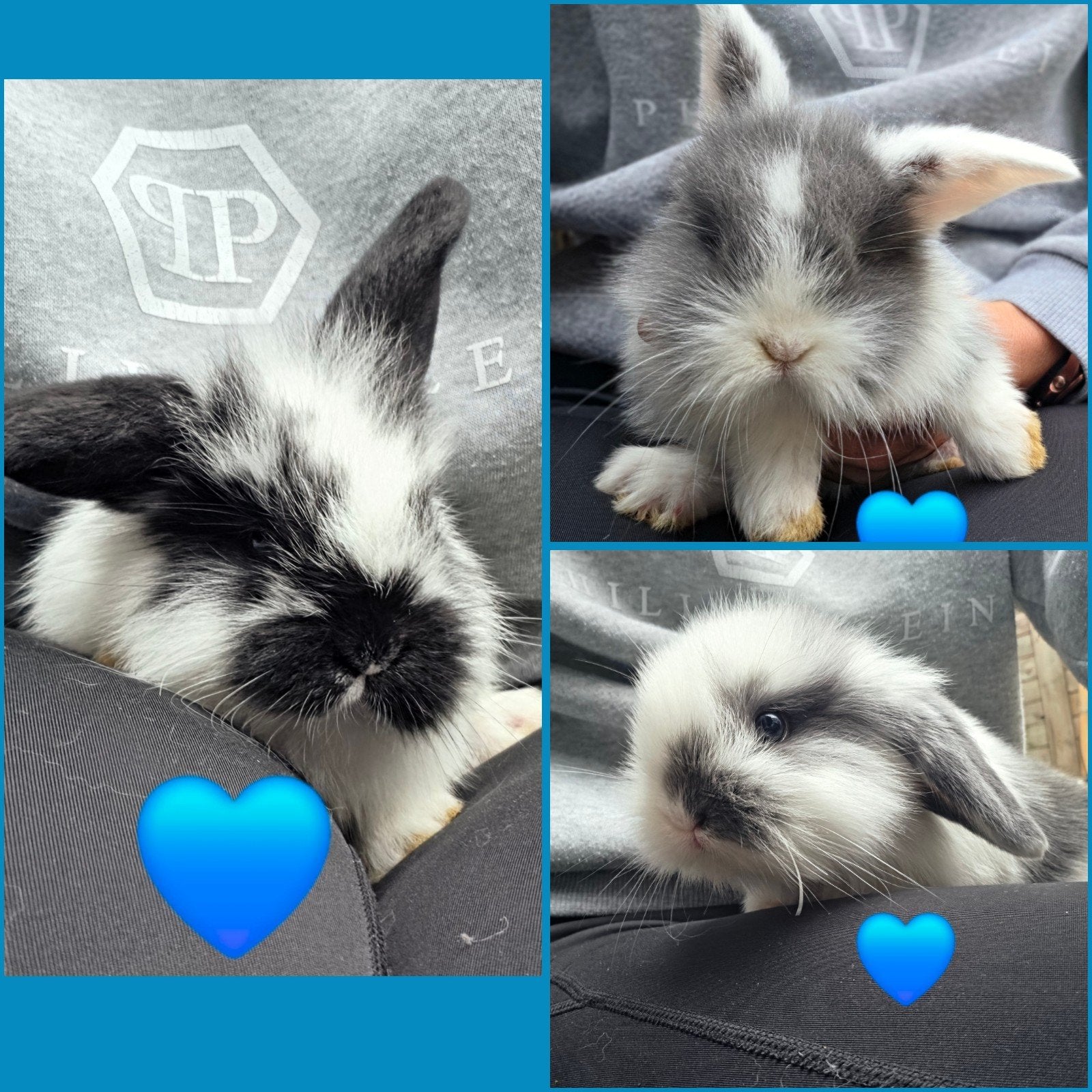 3 prachtige hangoor rammetjes, Meerdere dieren, Middelgroot, Hangoor, 0 tot 2 jaar