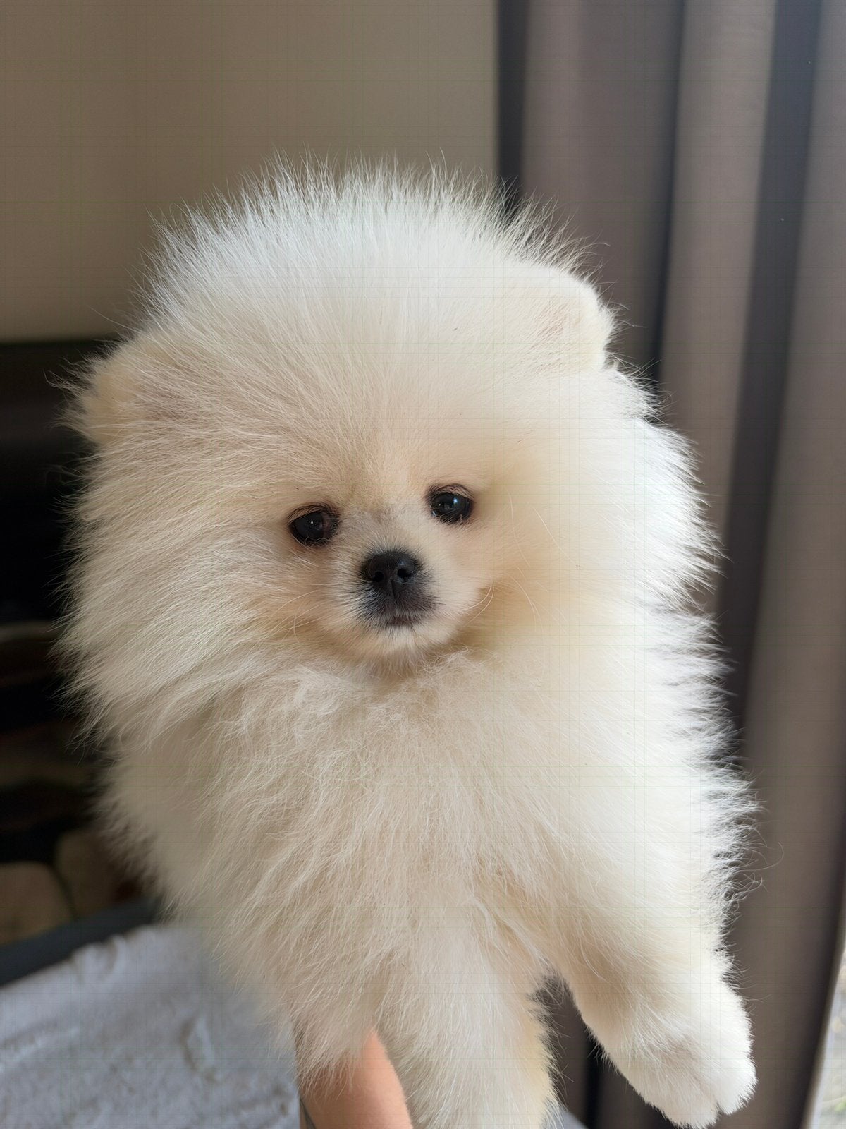 Pomeriaan teacup reutje wit unieke kleur, Fokker | Hobbymatig, Keeshond, Rabiës (hondsdolheid), 15 weken tot 1 jaar
