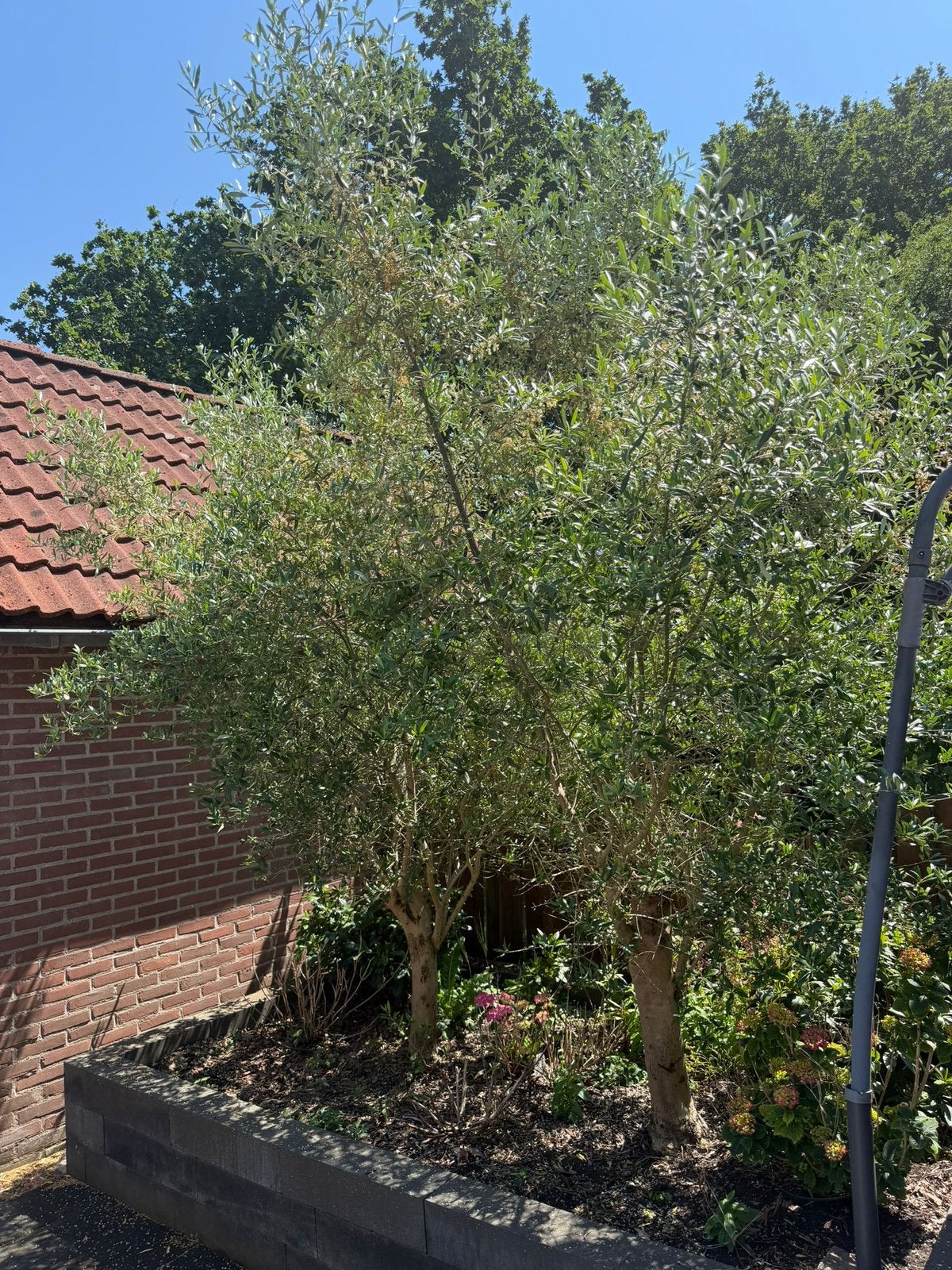 Olijven bomen, Ophalen of Verzenden, Bloeit niet, Volle zon, Olijfboom