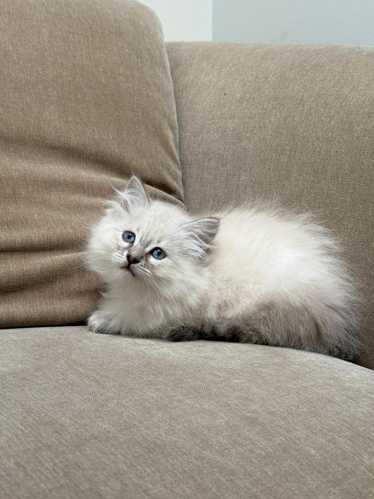 Siberische kittens, Poes, Gechipt, 0 tot 2 jaar