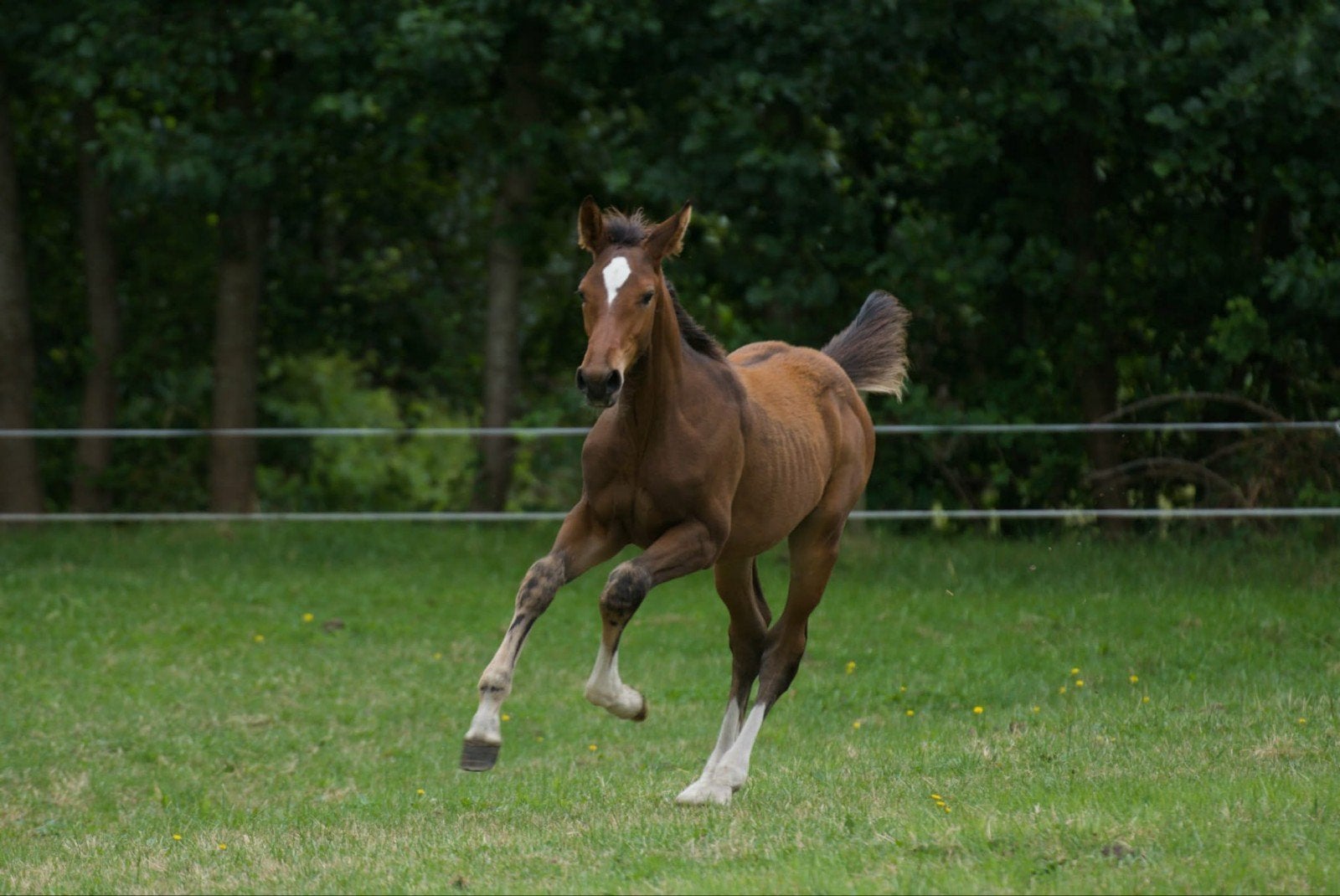 Groot springveulen Pacorro TN(v. Grandorado TN), Hengst, Springpaard, 0 tot 2 jaar