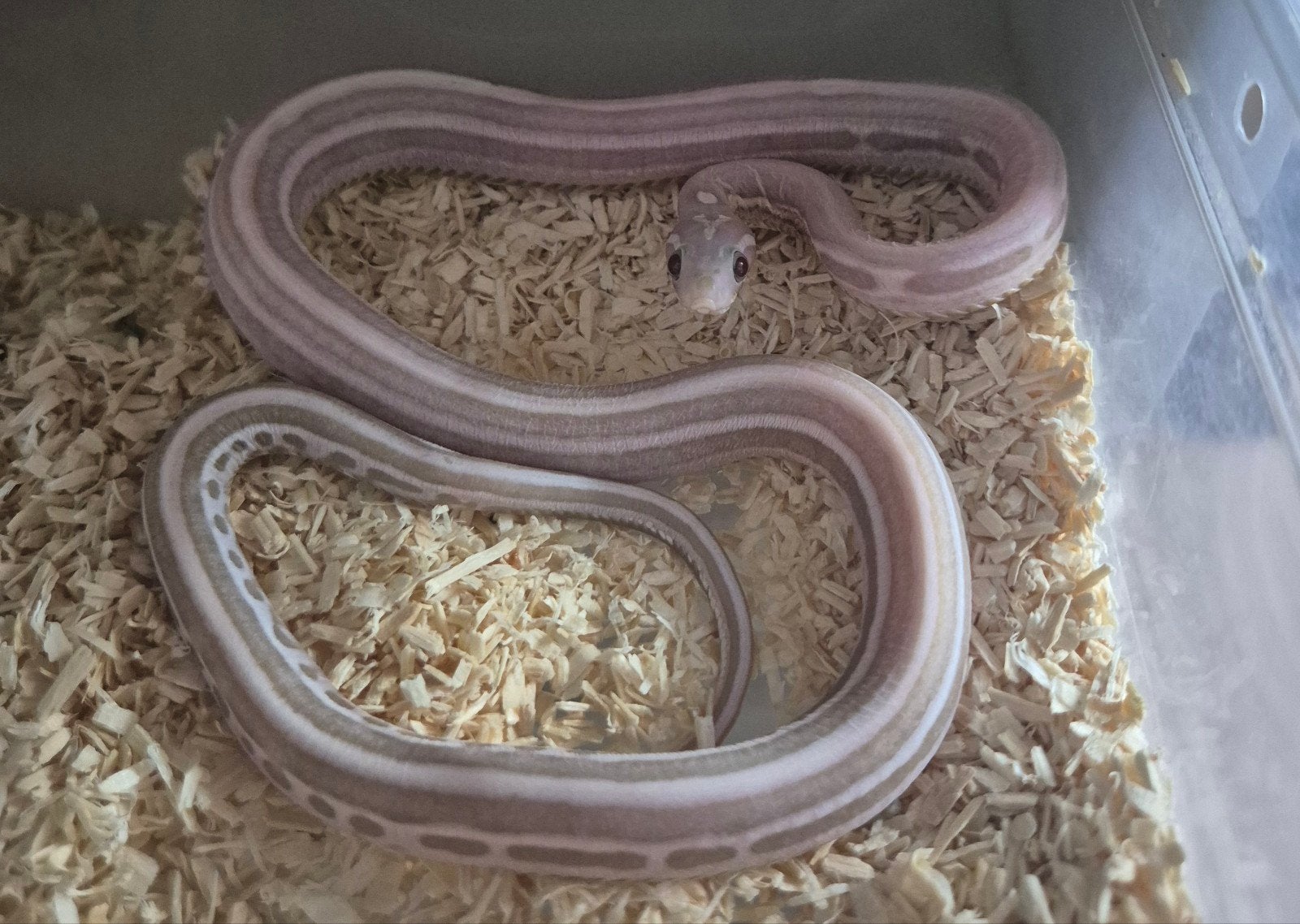Scaleless tessera ultramel anery,elaphe guttata,rattenslang, Dieren en Toebehoren, Slang, 0 tot 2 jaar