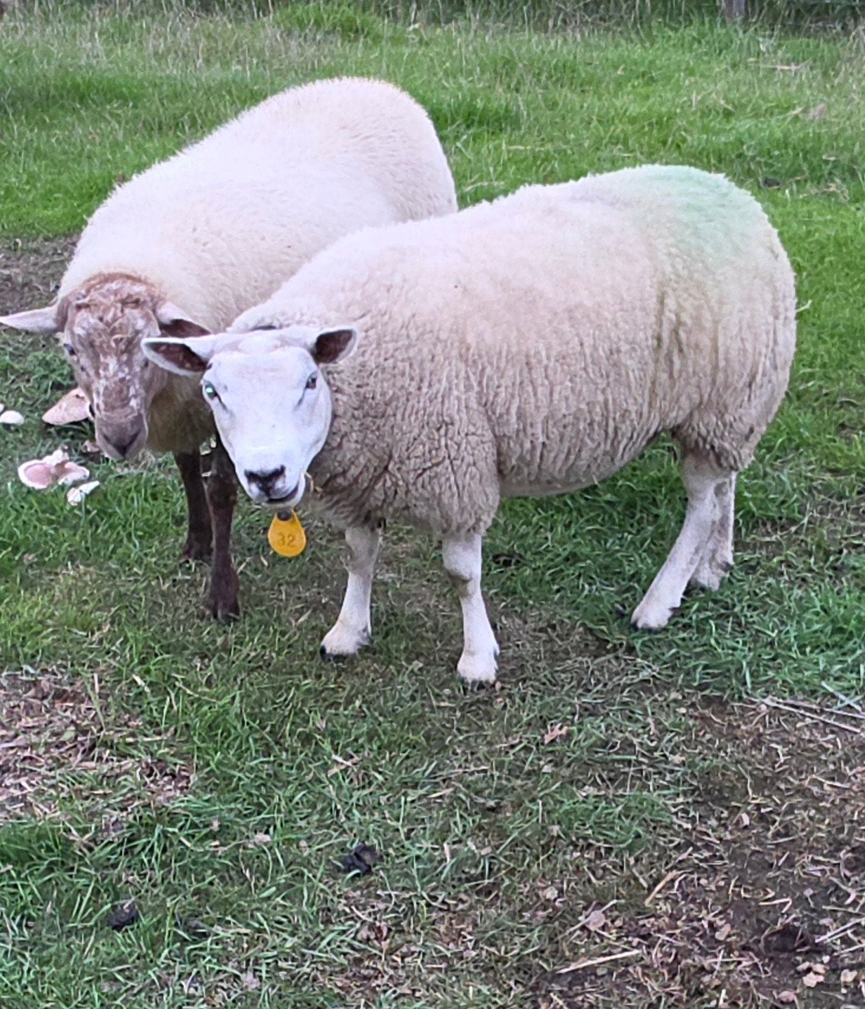 schaap schapen drachtig ram ooi dekram, Dieren en Toebehoren