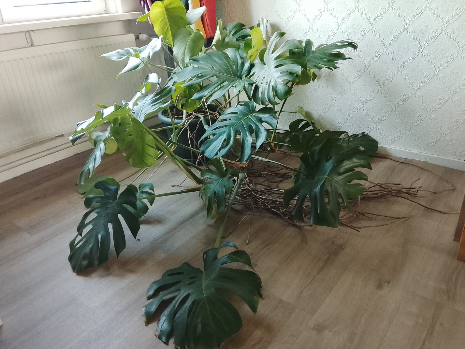 Grote Monstera plant inclusief pot., Ophalen, 100 tot 150 cm, Halfschaduw, In pot