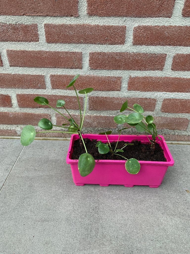 pannenkoekenplantjes ( stekjes ), Ophalen, Overige soorten, Halfschaduw, Minder dan 100 cm