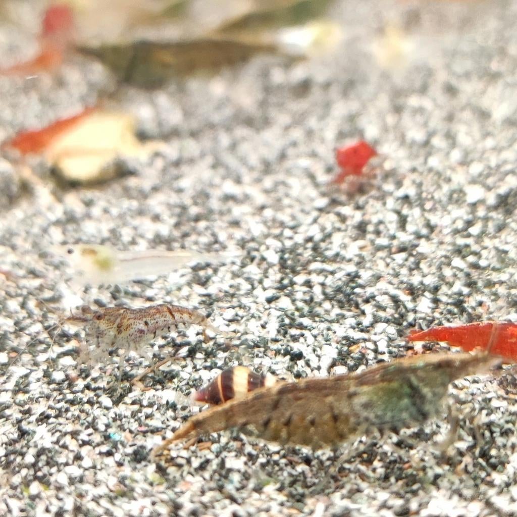 Neocaridina garnalen wildkleur, Kreeft, Krab of Garnaal, Zoetwatervis