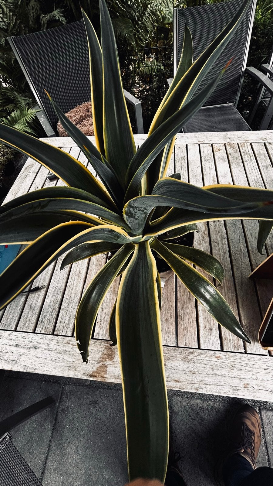 Agave quadricolor - Prachtige, kleurrijke Agave plant, Volle zon, Vaste plant, Bloeit niet, Ophalen