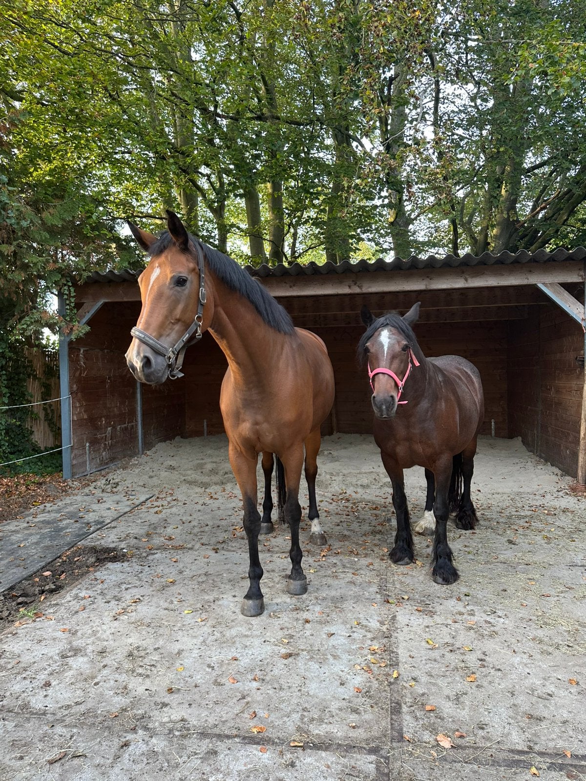 GEZOCHT: BIJRIJDERS / VERZORGERS 🐴✨, 4 paarden of pony's of meer
