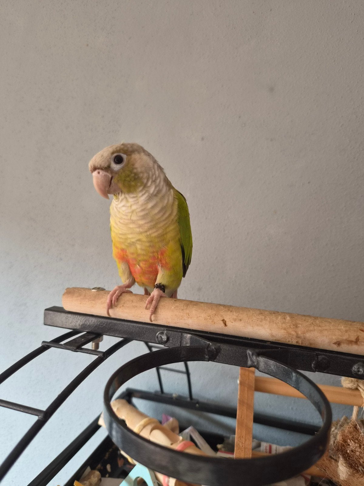 Lieve Kiwi zoekt een liefdevolle huisje, Geslacht onbekend, Parkiet, Geringd