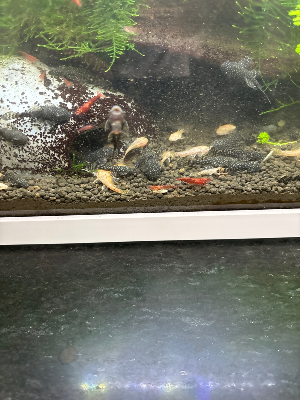 Ancitrus borstelneusmeerval, albino en grijs zwart gemeleerd, Dieren en Toebehoren, Vissen | Aquariumvissen, Vis