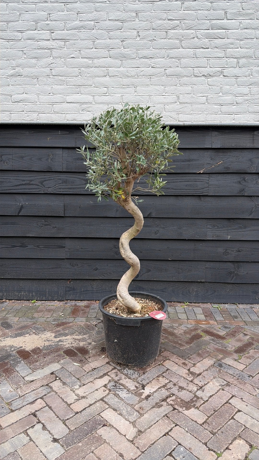 Krulolijfboom spiraal olijf, Ophalen, Volle zon, Olijfboom, 100 tot 250 cm