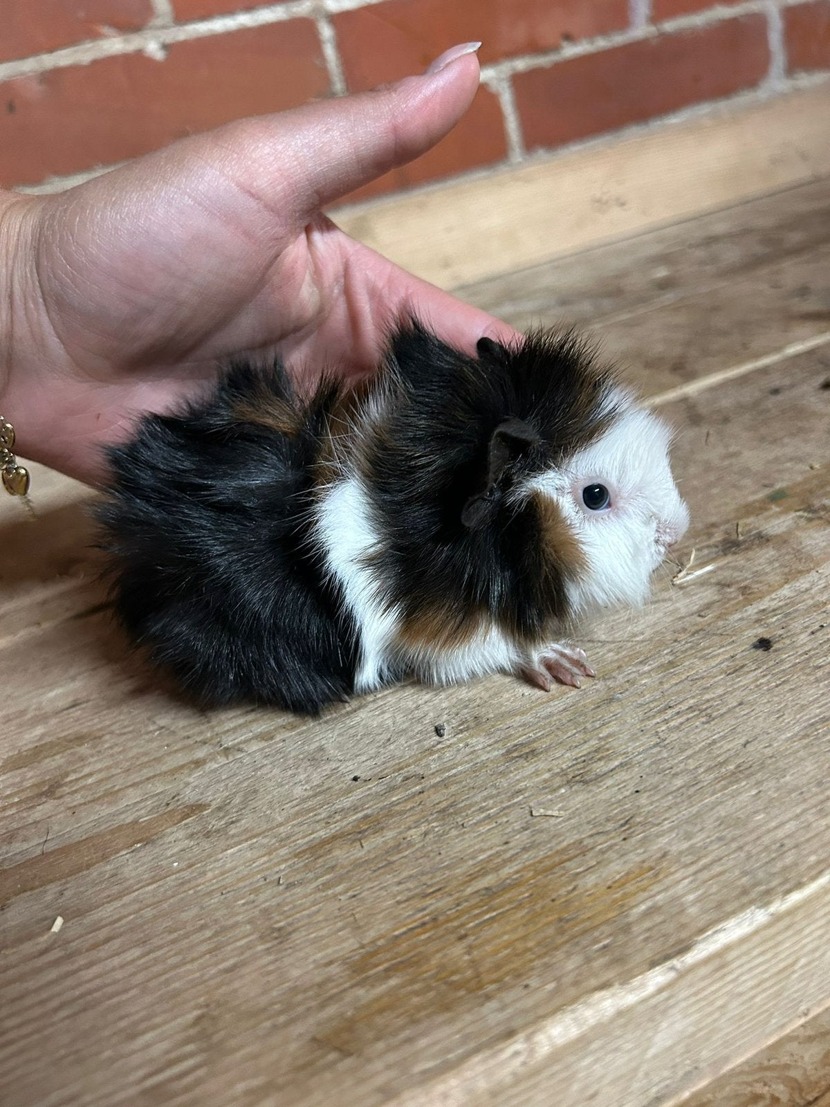 Cavia beertjes, Dieren en Toebehoren, Knaagdieren, Cavia, Mannelijk, Mei, Tam