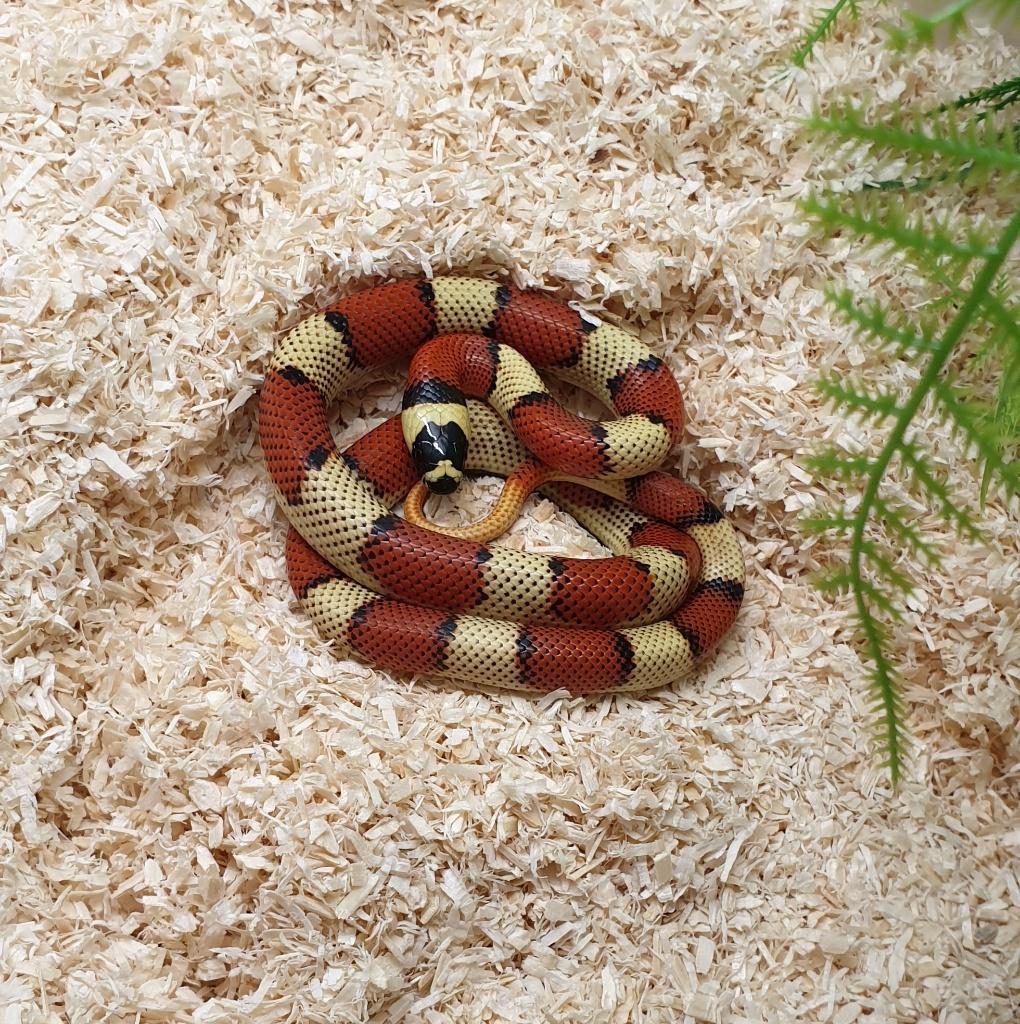 Lampropeltis triangulum stuarti, Dieren en Toebehoren, Slang, 3 tot 6 jaar