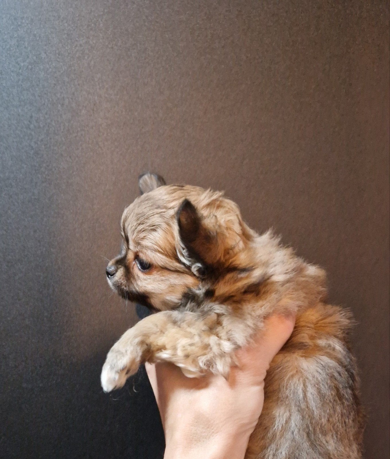 langharige chihuahua pup reutjes, Reu, CDV (hondenziekte), 8 tot 15 weken, Meerdere