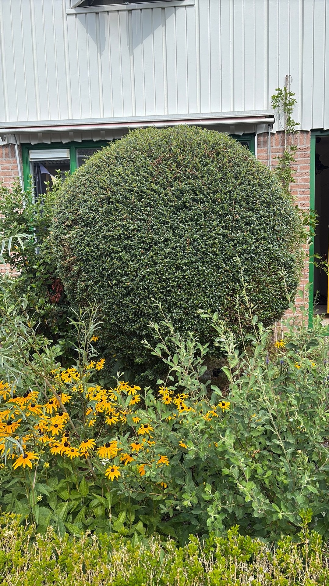Buxus boom, Bloeit niet, Overige soorten, 100 tot 250 cm, Ophalen