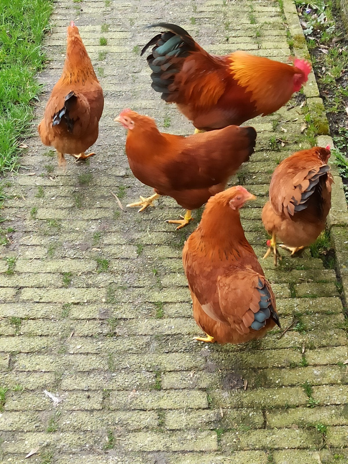 3 New Hampshire kriel hennen  en broedeieren, Vrouwelijk, Kip