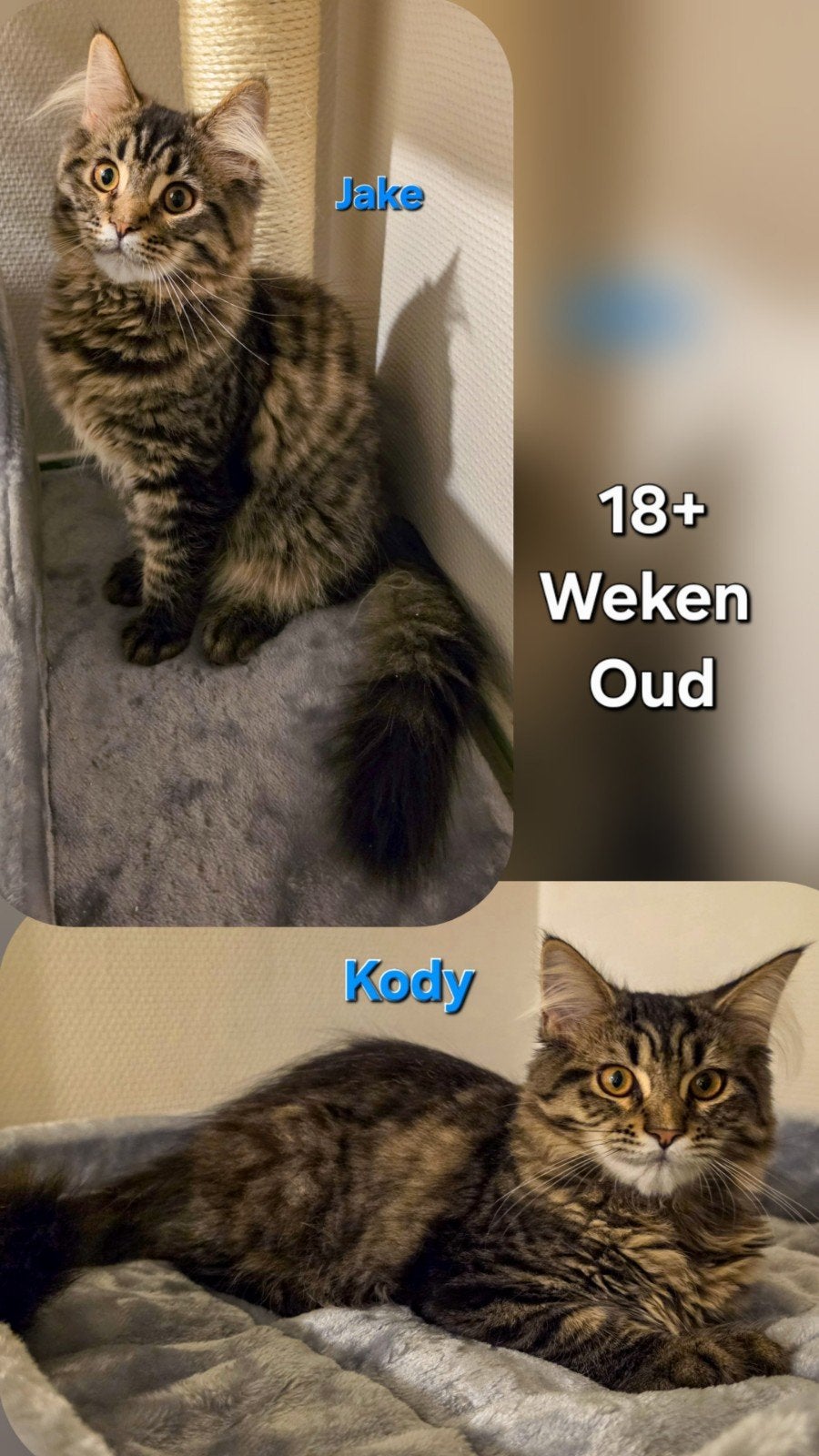Maine Coon-Mix kittens *nog 2 over!* (mogen al mee), Meerdere dieren, Ontwormd, 0 tot 2 jaar