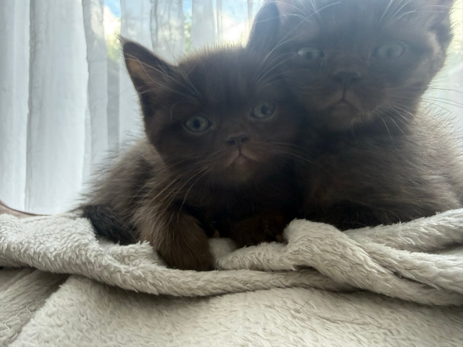 Prachtige kittens zoeken een liefdevol thuis, Meerdere dieren