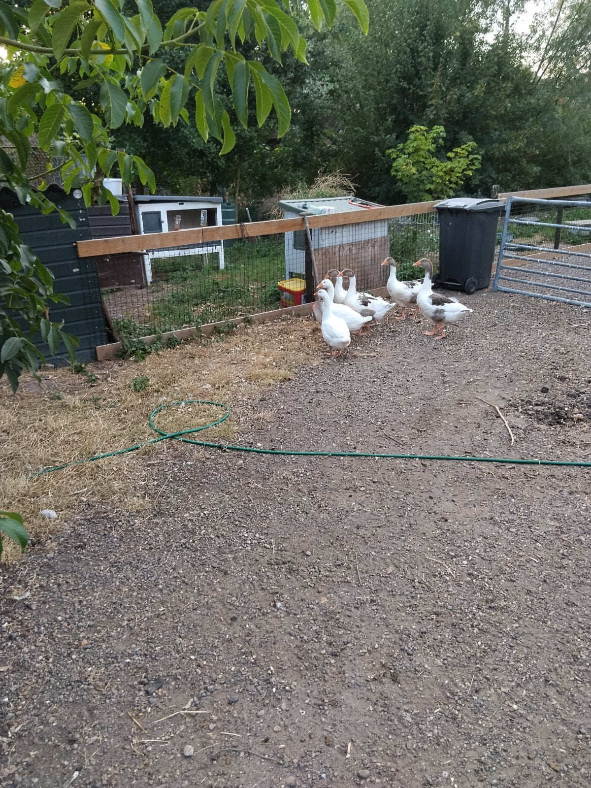 Boerenganzen, Meerdere dieren, Gans of Zwaan